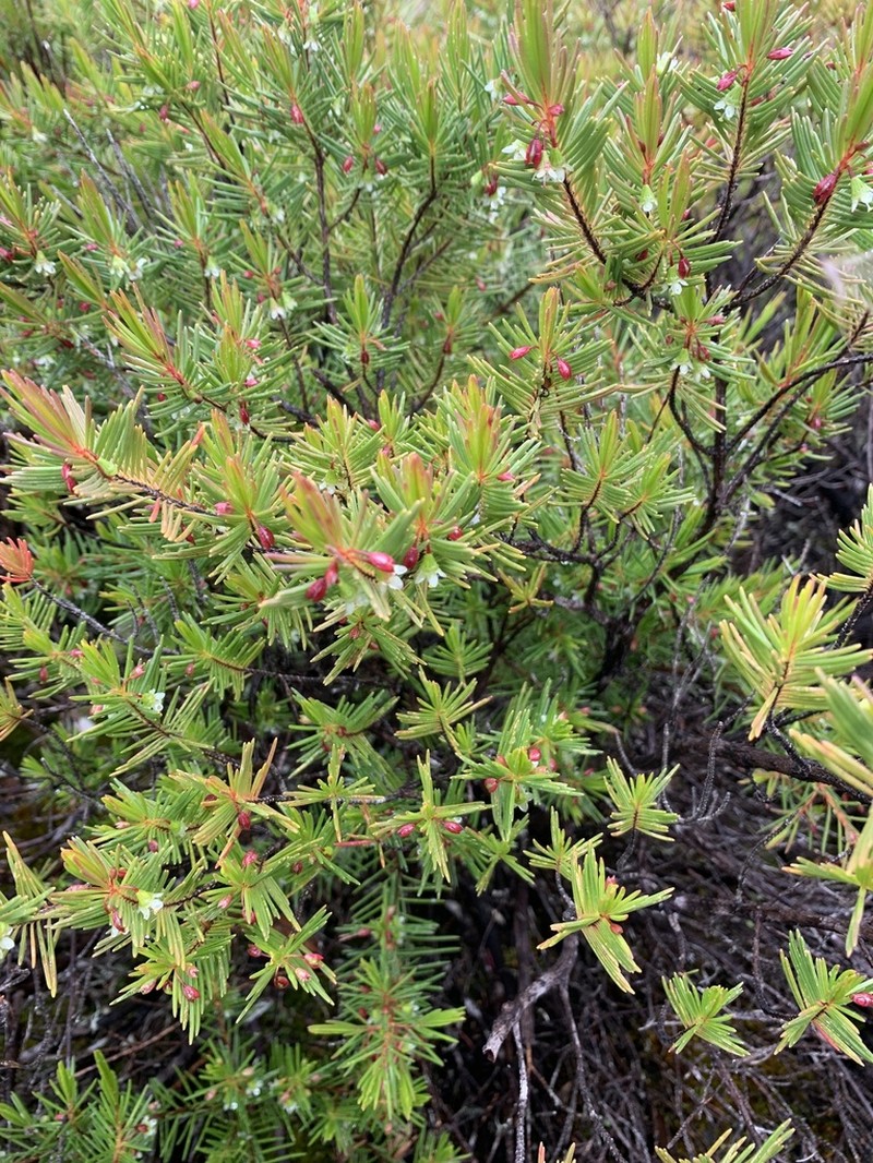 Chamelaucium forrestii photo 7