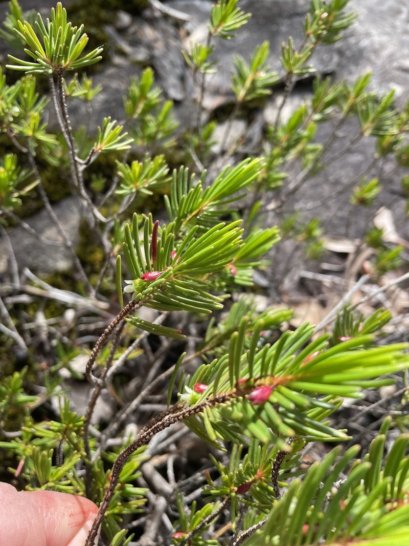 Chamelaucium forrestii photo 8