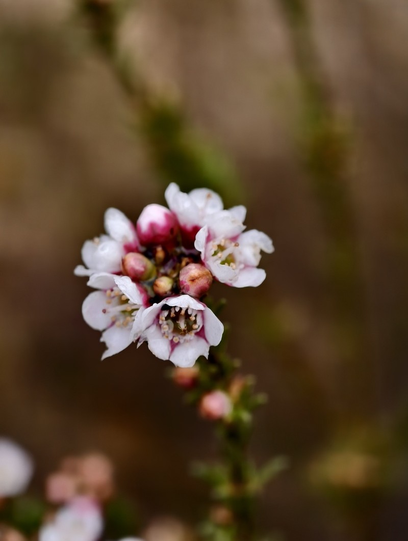 Chamelaucium lullfitzii
