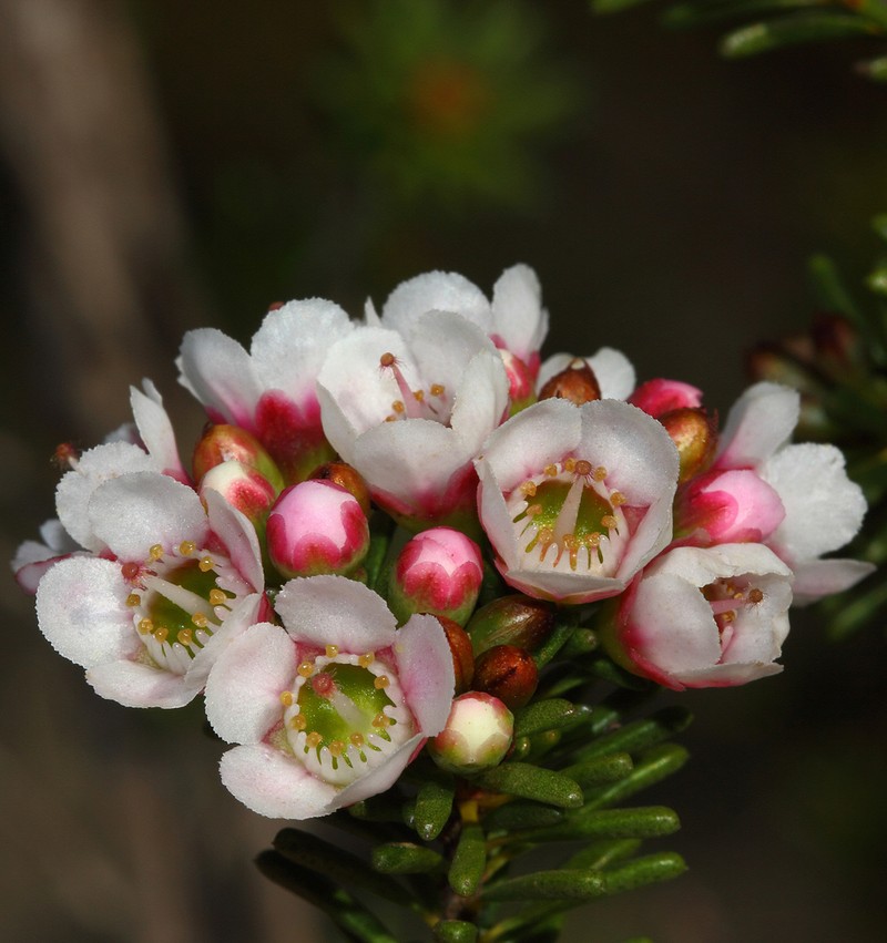 Chamelaucium lullfitzii photo 2