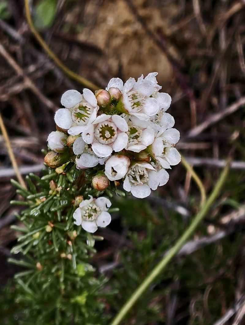 Chamelaucium lullfitzii photo 3
