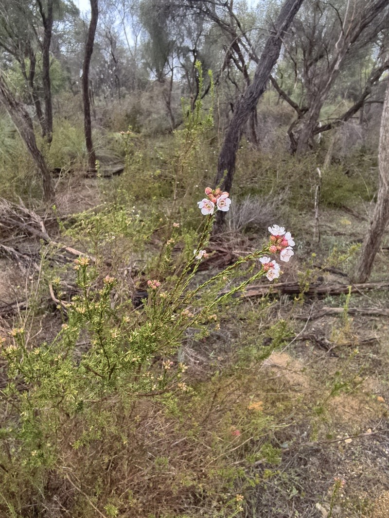 Chamelaucium lullfitzii photo 5