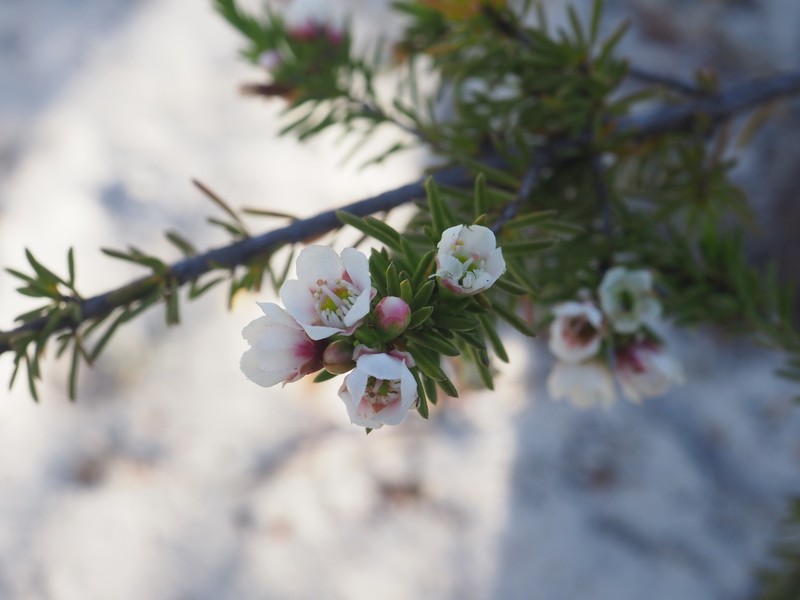 Chamelaucium lullfitzii photo 6