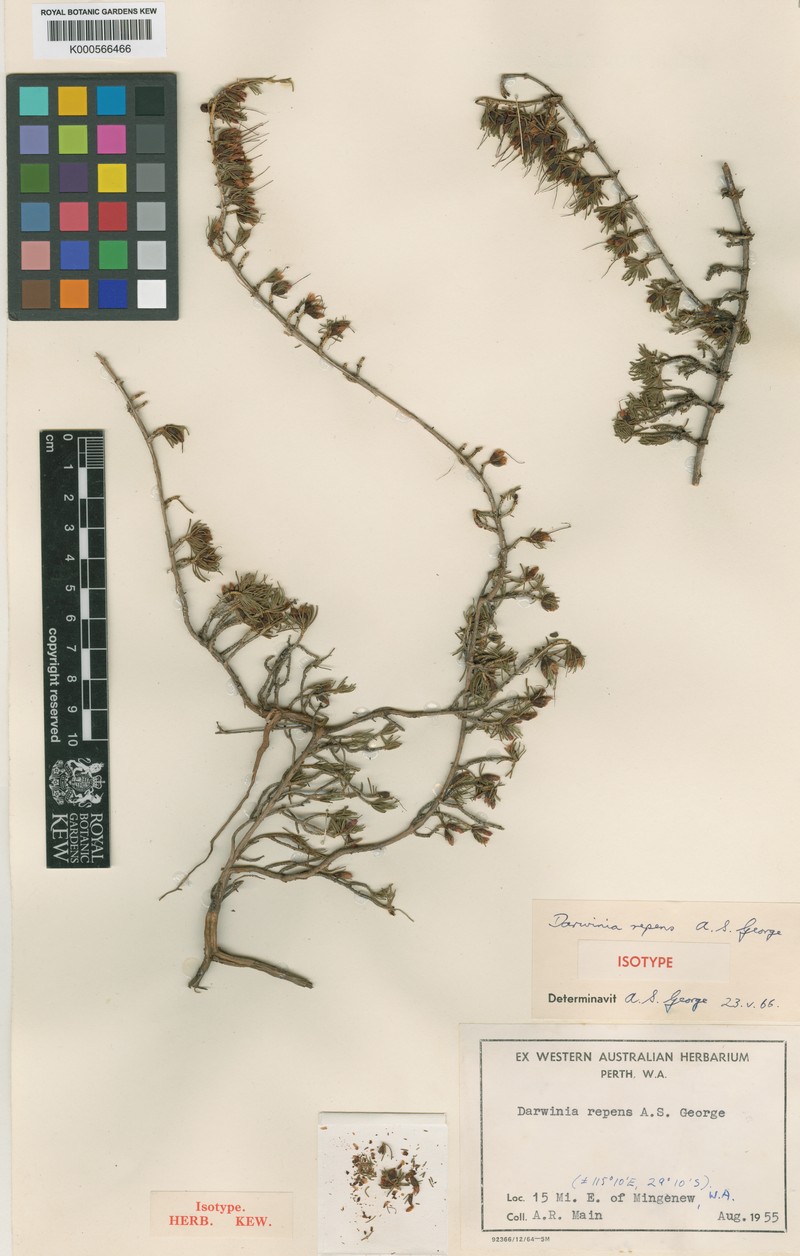 Chamelaucium repens