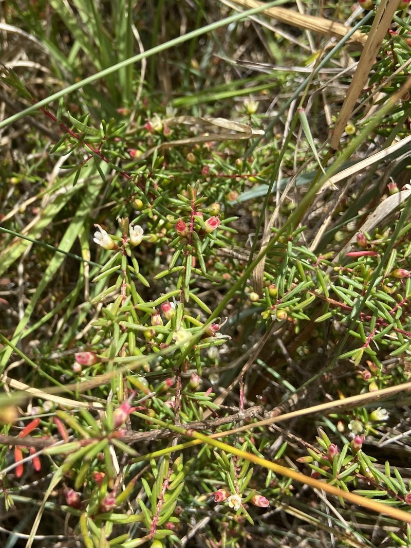 Chamelaucium roycei photo 2