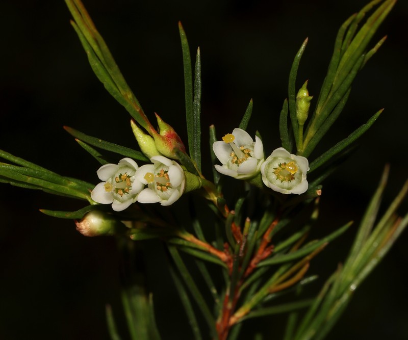 Chamelaucium xanthocladum photo 2