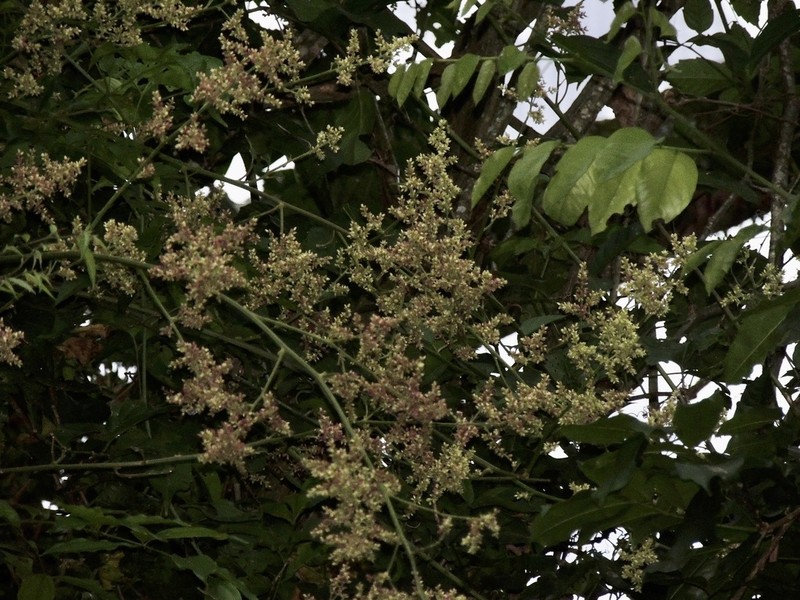False Chaff Flower