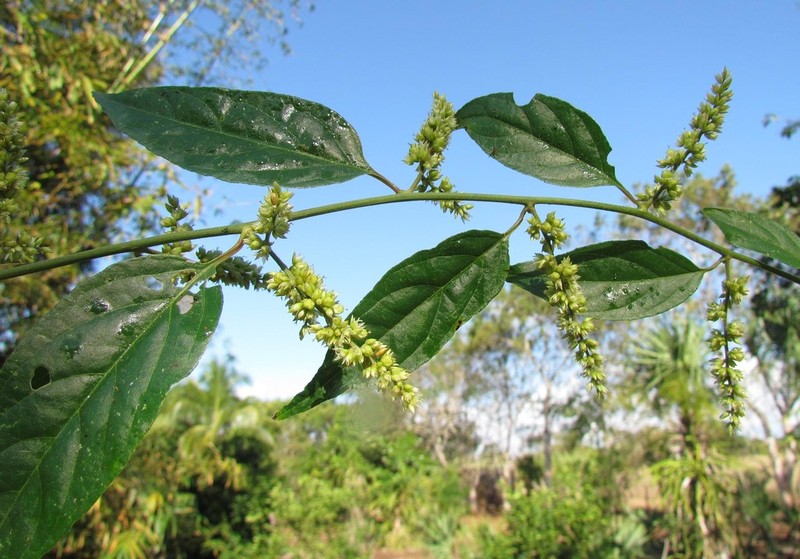 False Chaff Flower photo 2