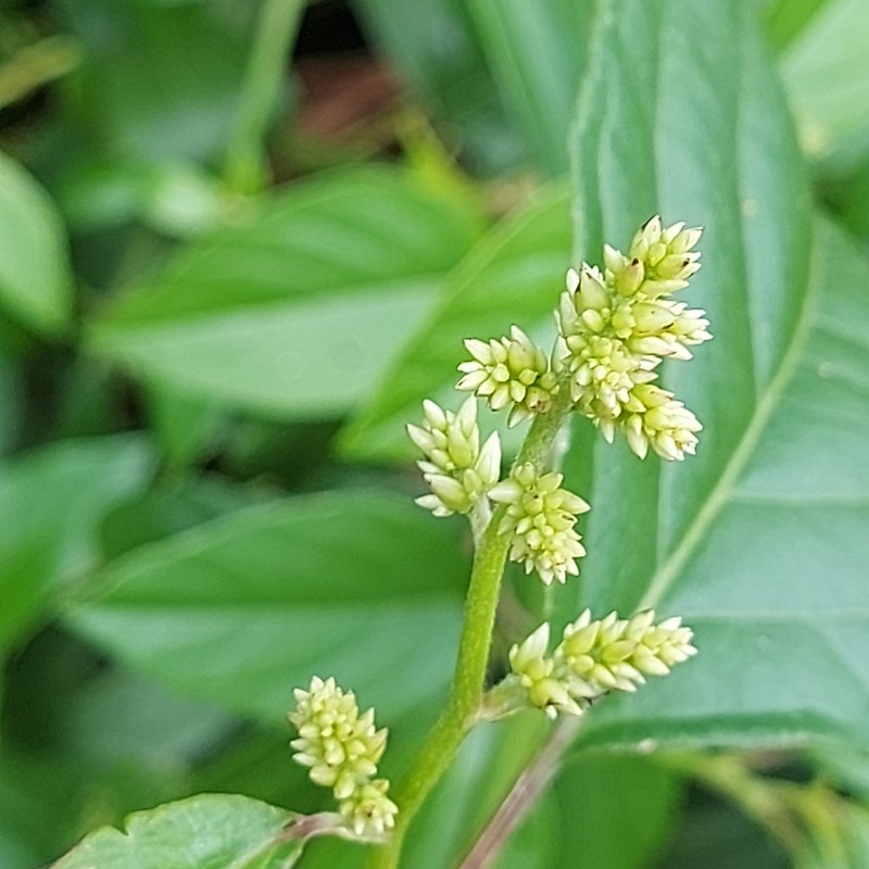 False Chaff Flower photo 3