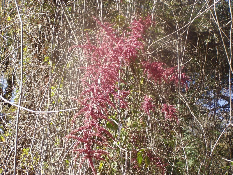 False Chaff Flower photo 4