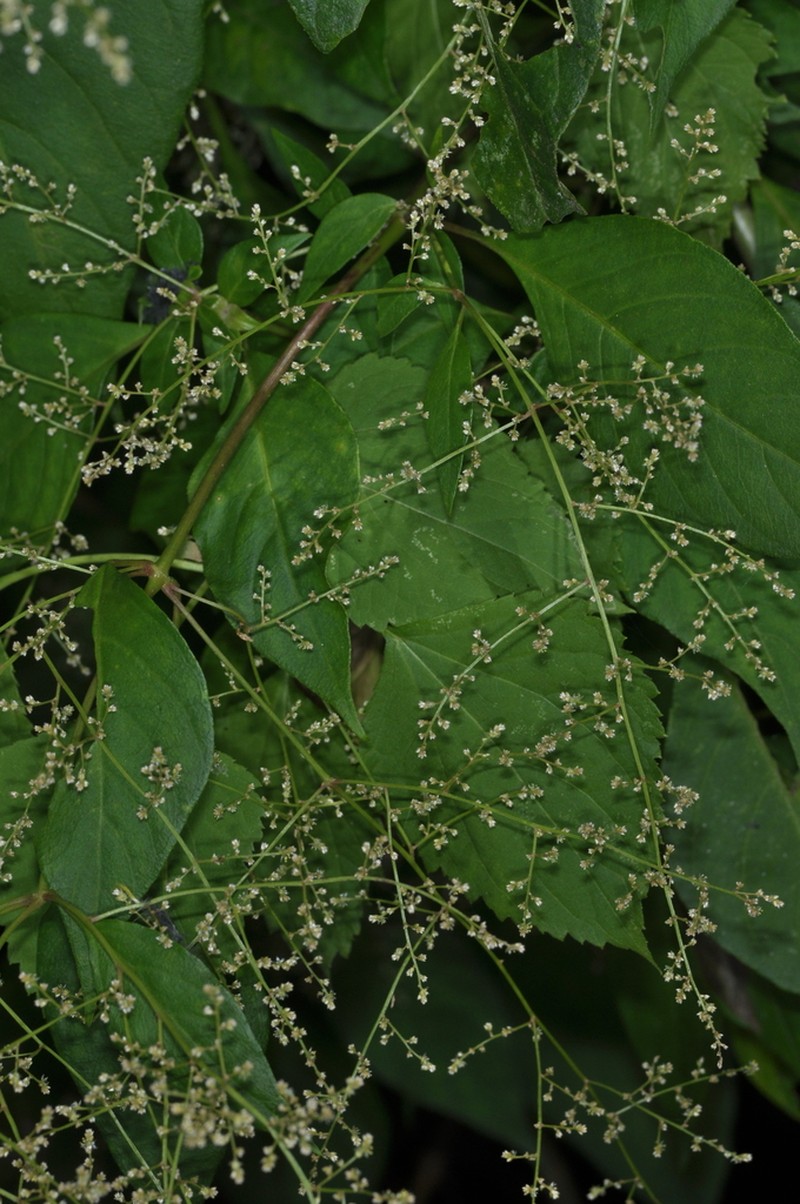False Chaff Flower photo 5