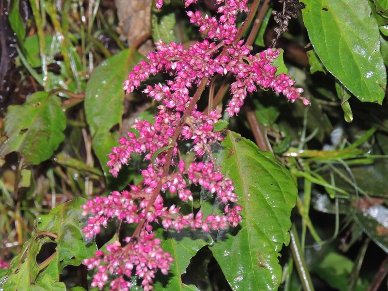 False Chaff Flower photo 6