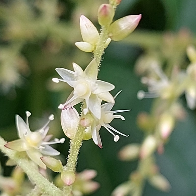 False Chaff Flower photo 7