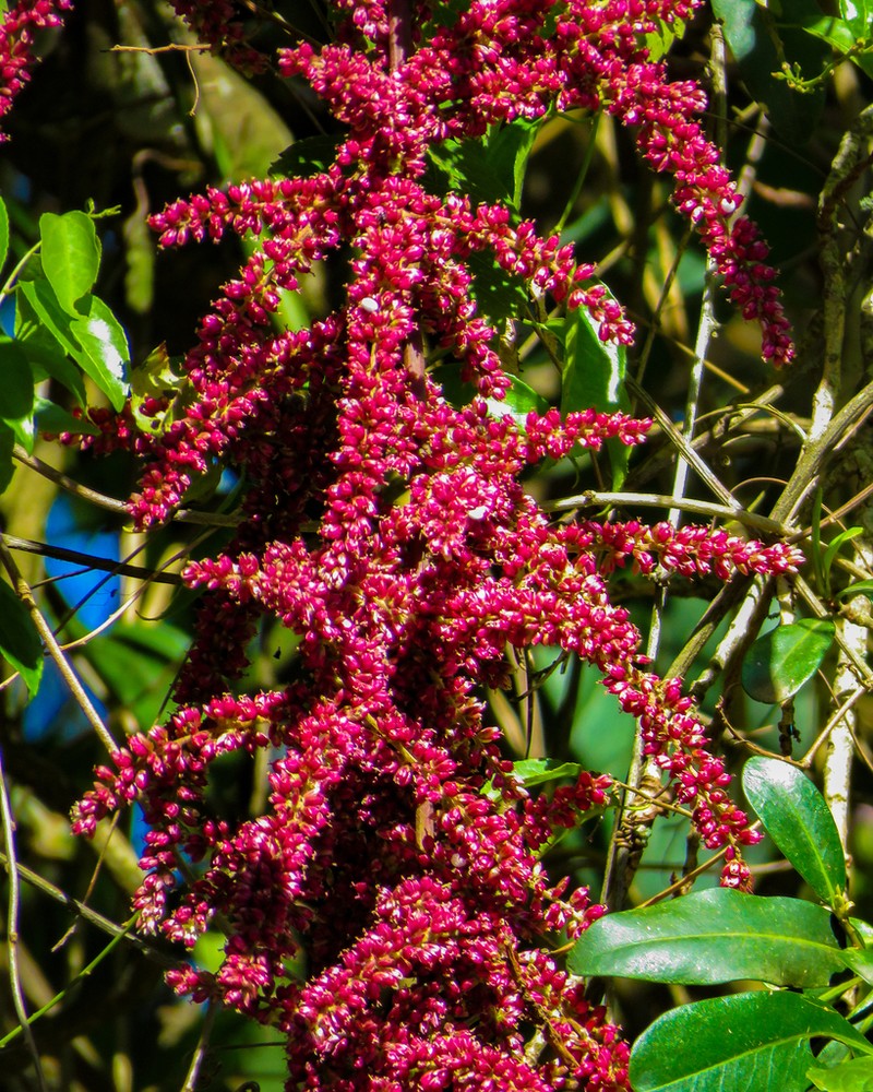 False Chaff Flower photo 8