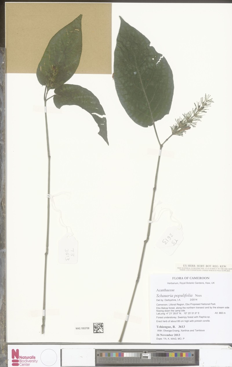 Champluviera populifolia photo 2