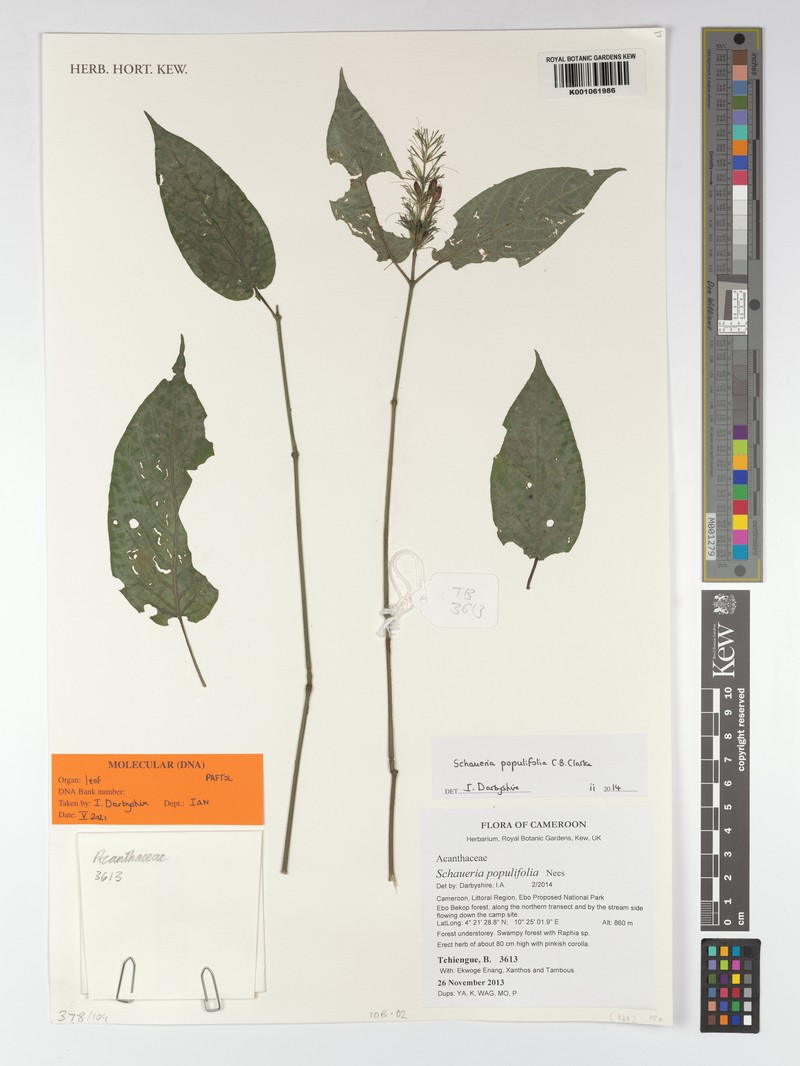 Champluviera populifolia photo 3
