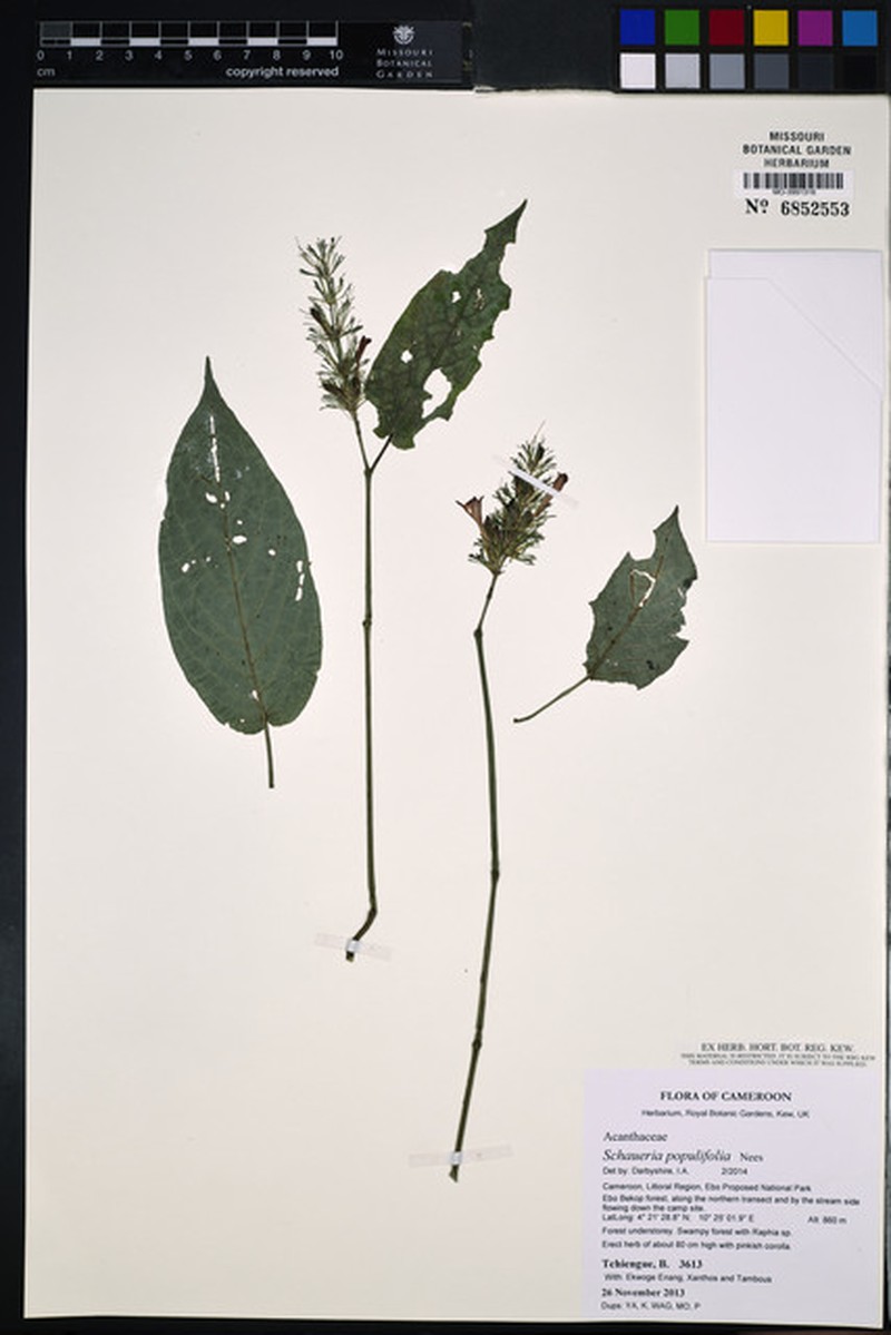 Champluviera populifolia photo 4