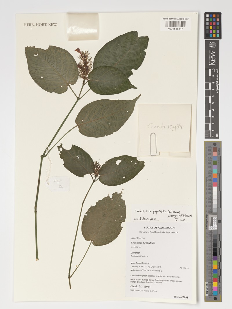 Champluviera populifolia photo 5