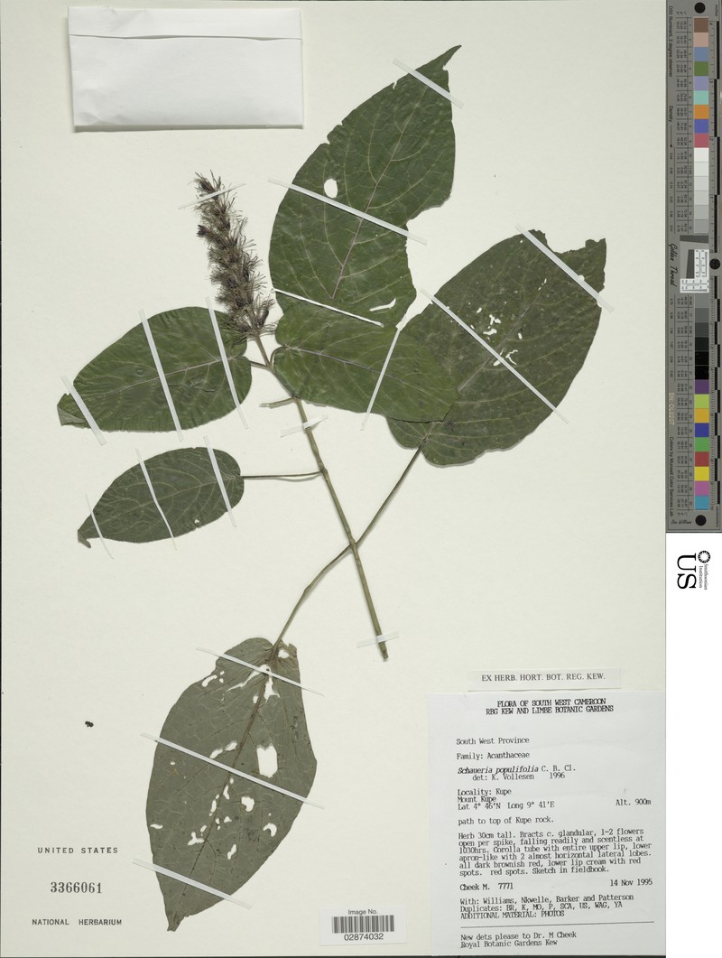 Champluviera populifolia