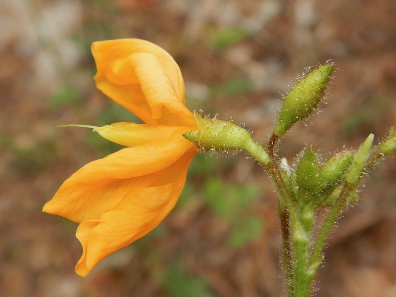 Florida Alicia photo 5
