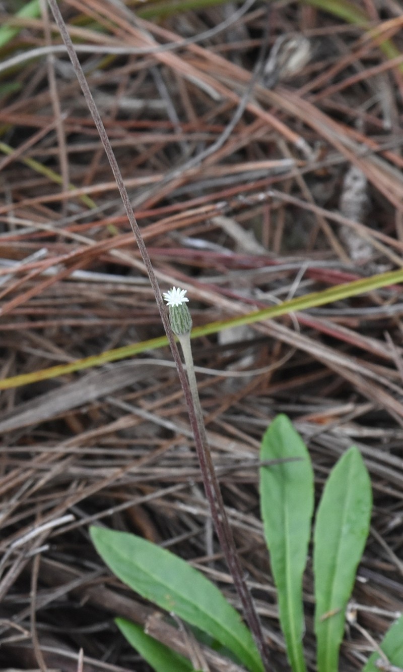 White Sunbonnets photo 3