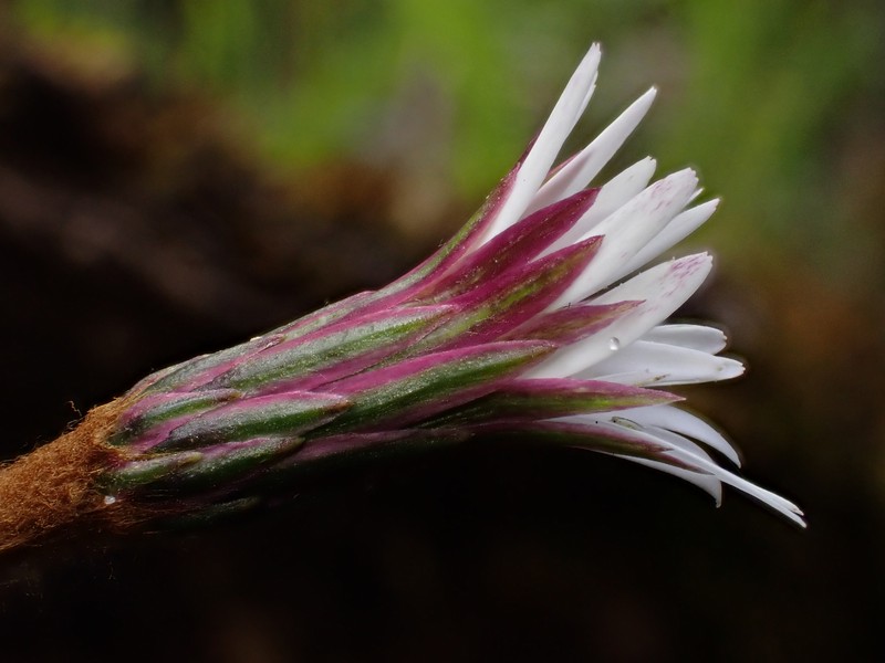 Chaptalia anisobasis photo 2