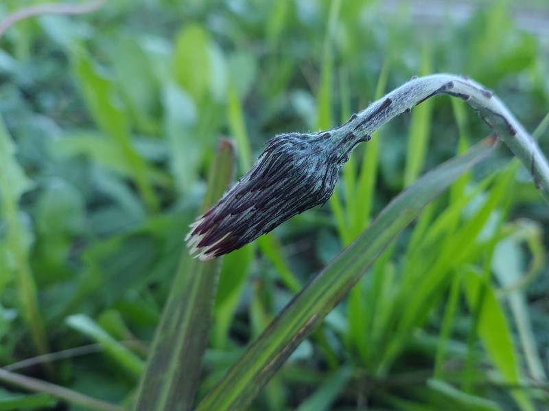Chaptalia arechavaletae
