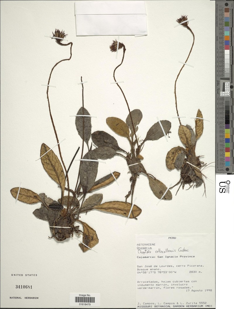 Chaptalia callacallensis