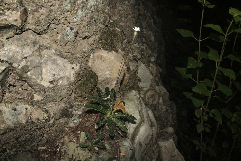 Chaptalia comptonioides