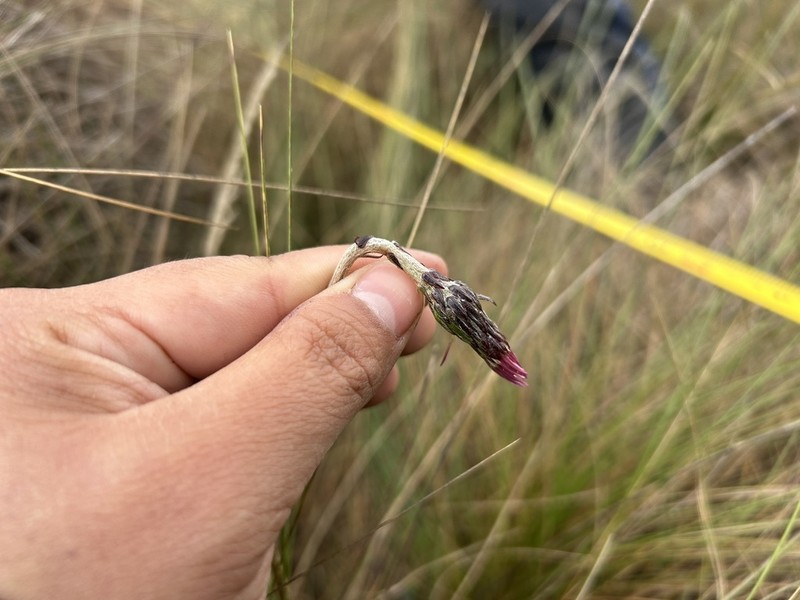 Chaptalia cordata