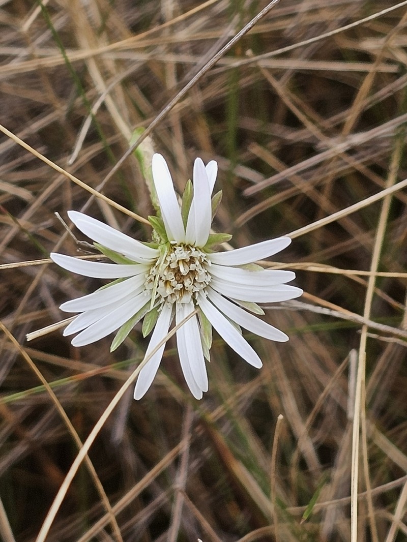 Chaptalia cordata photo 2