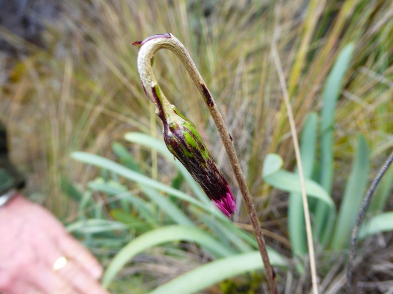 Chaptalia cordata photo 3