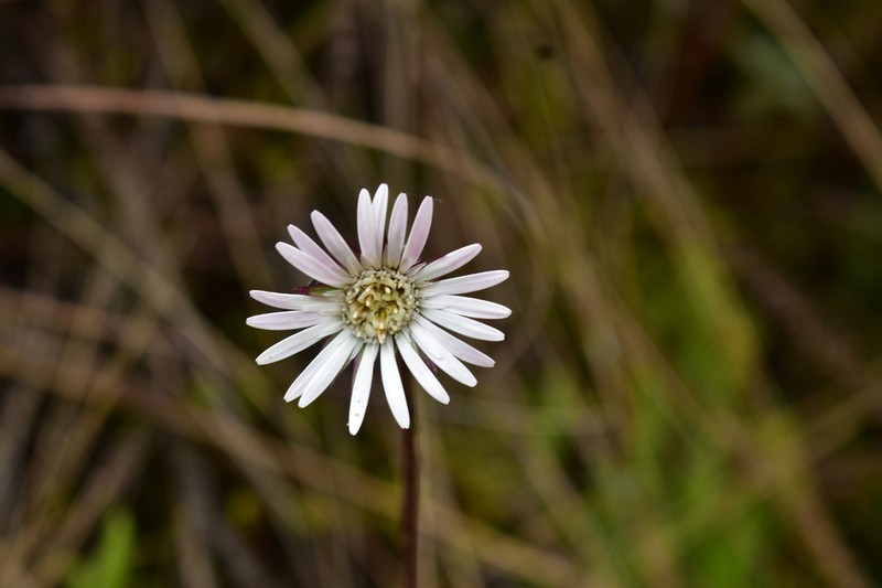 Chaptalia cordata photo 4
