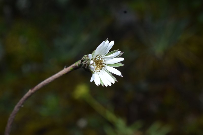 Chaptalia cordata photo 5