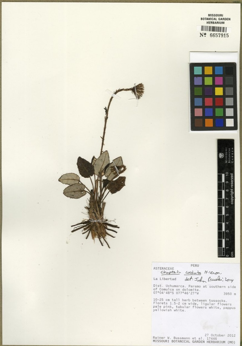 Chaptalia cordata photo 8