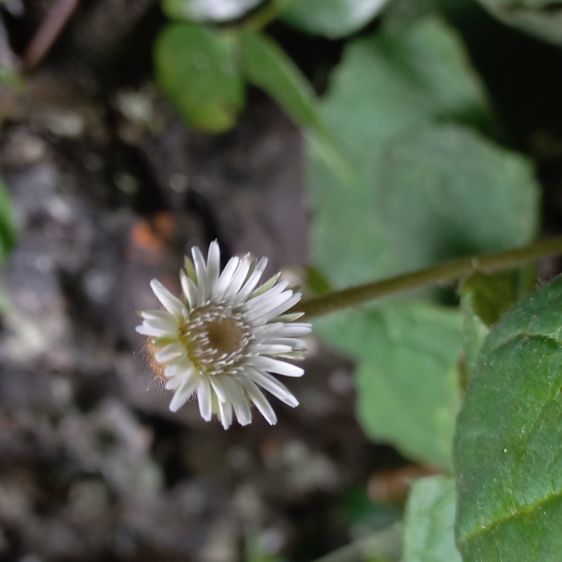 Chaptalia cordifolia