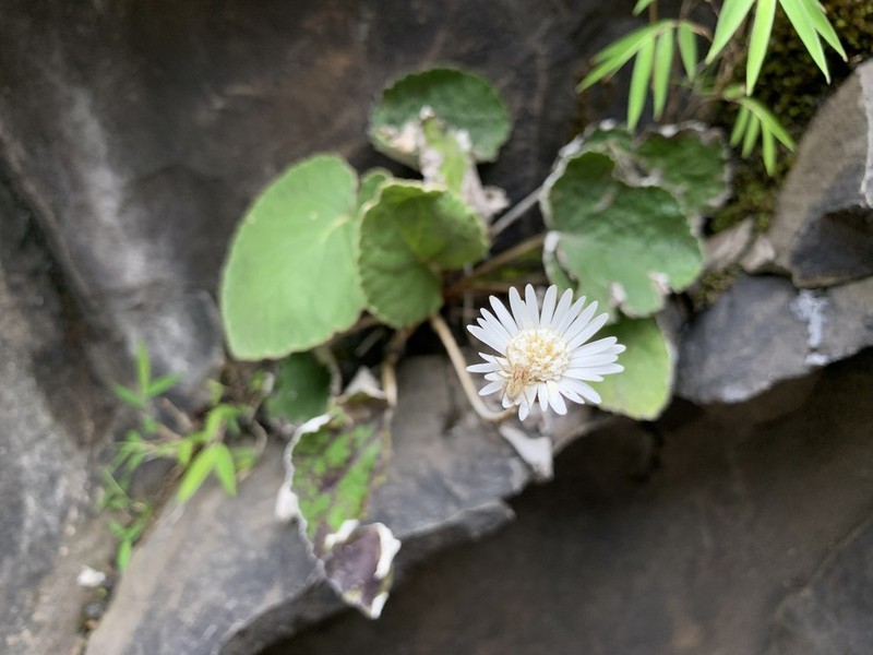 Chaptalia cordifolia photo 2