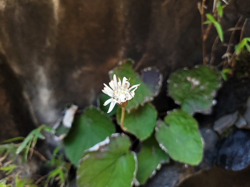 Chaptalia cordifolia photo 4