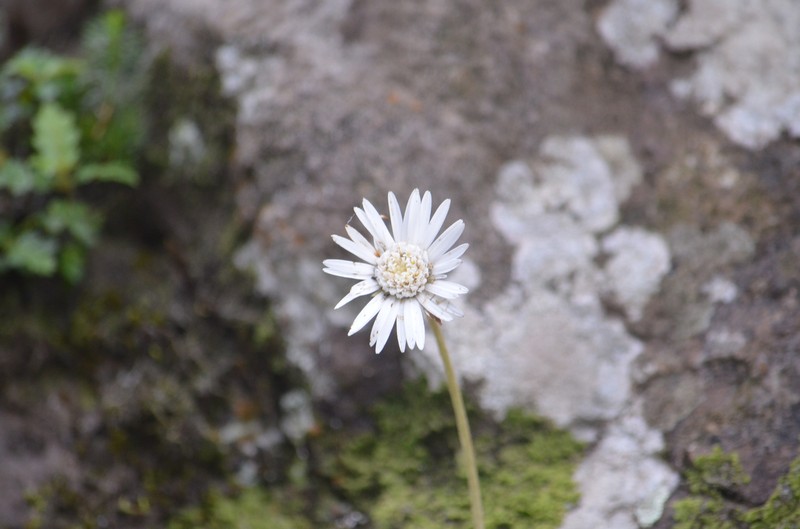 Chaptalia cordifolia photo 6