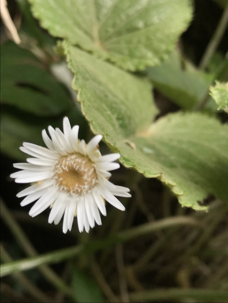 Chaptalia cordifolia photo 7