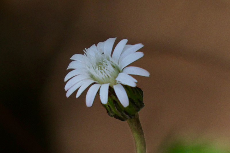 Chaptalia crassiuscula