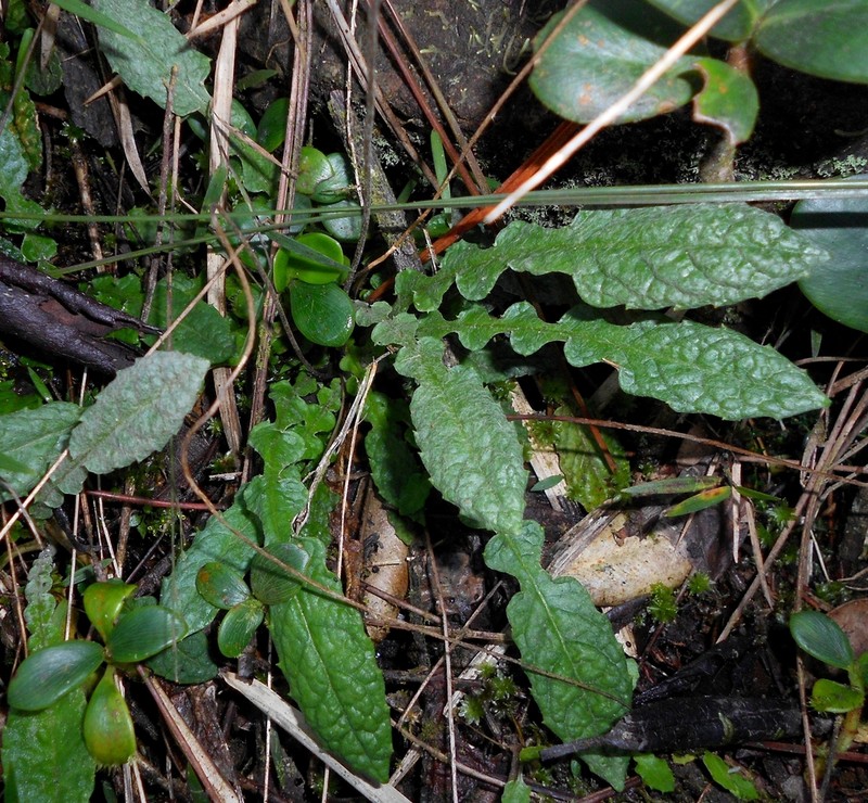 Chaptalia crassiuscula photo 2