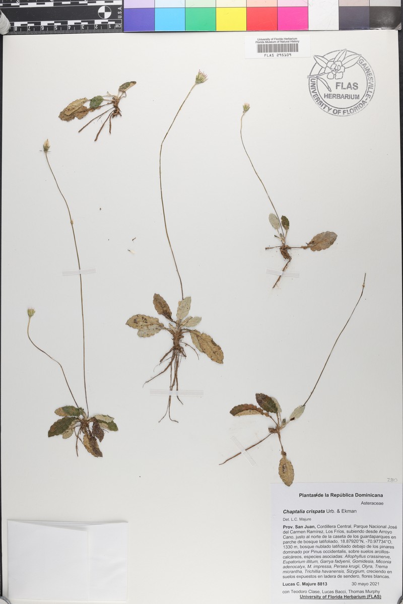 Chaptalia crispata