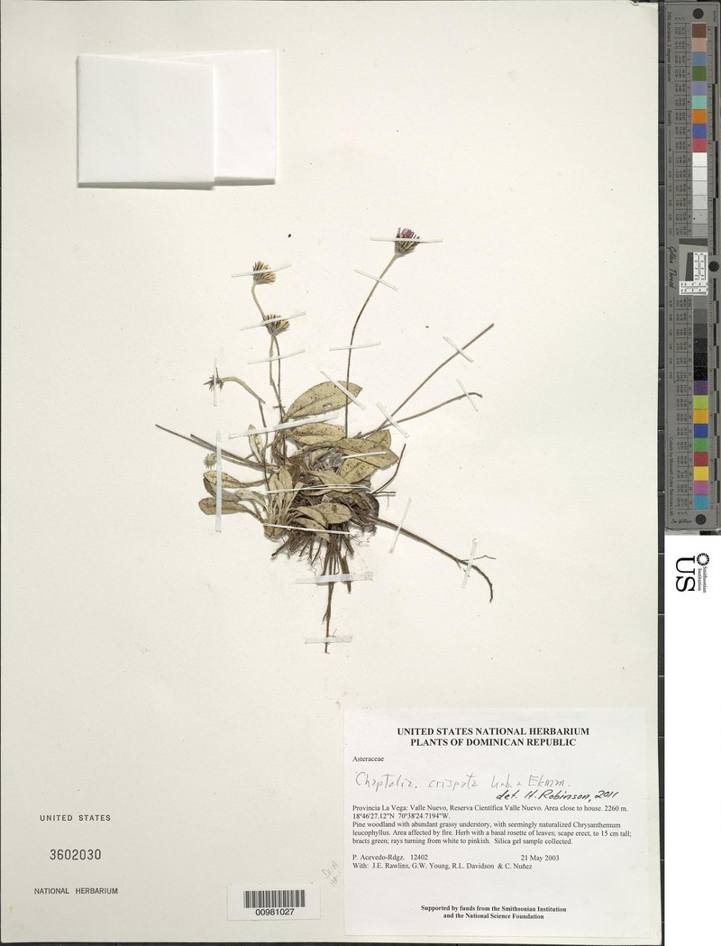 Chaptalia crispata photo 2