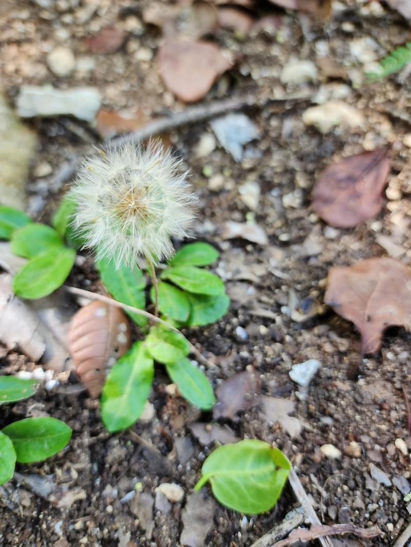 Pineland Daisy