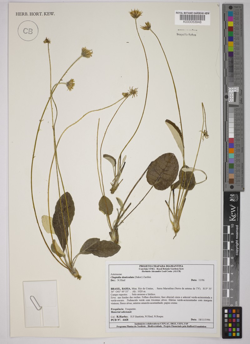 Chaptalia denticulata