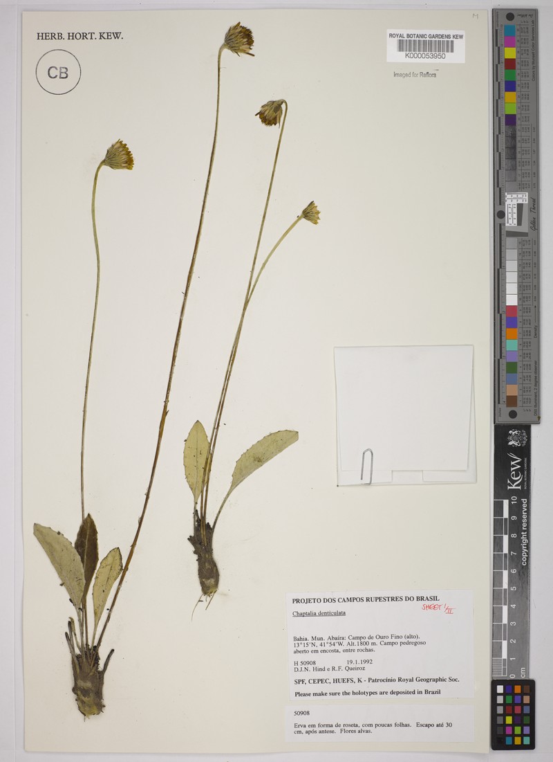Chaptalia denticulata photo 2