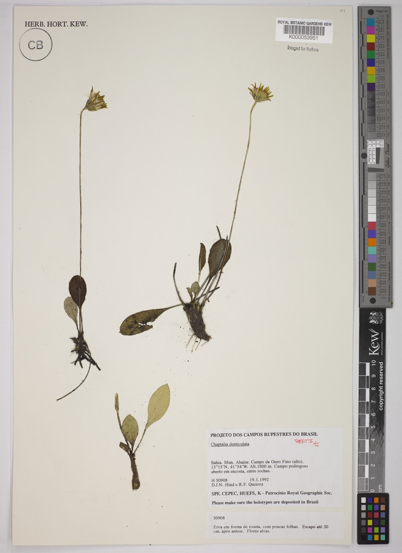 Chaptalia denticulata photo 3