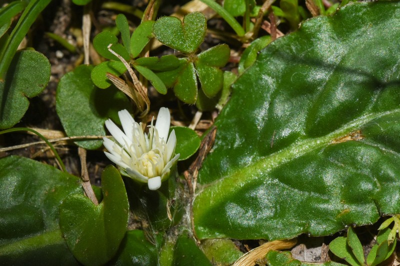 Chaptalia exscapa photo 4