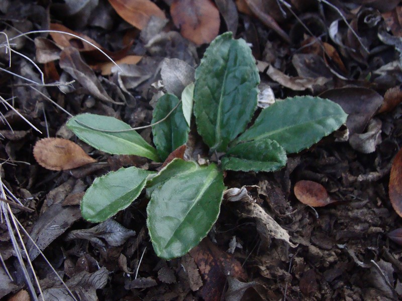 Chaptalia exscapa var. chilensis